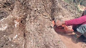 overwhelmed... Cut down a tens of years old trembesi tree.