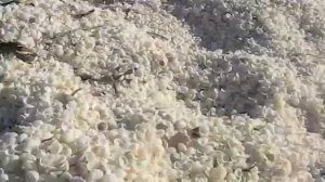 Shell Beach, near Exmouth, Western Australia.