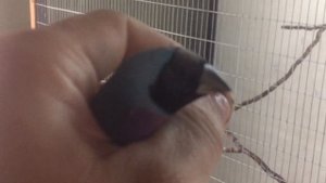 Самки и самцы Амадины Гульда.