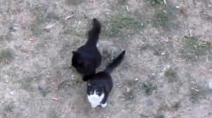 коты под балконом