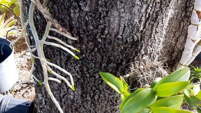 Vanda and Dendrobium orchids on an oak tree смотреть онлайн