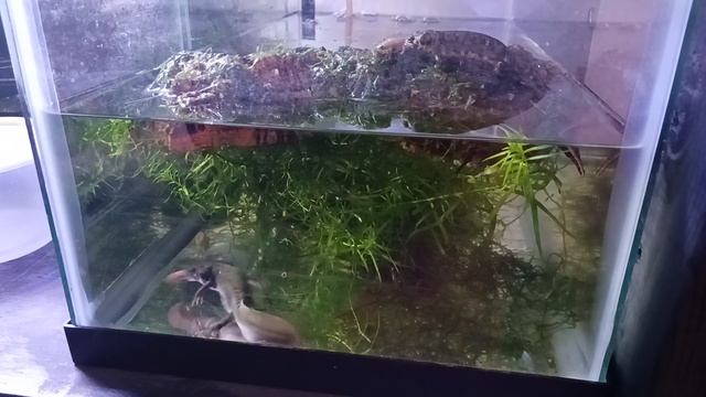 Marbled Newts (Triturus Marmoratus) Canadian Crawler feeding смотреть онлайн