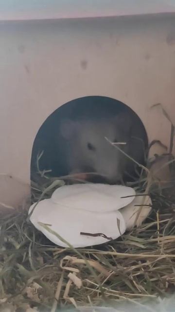 Крыса жуёт морковку смотреть онлайн