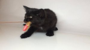 Это МОЯ ДОБЫЧА!!!