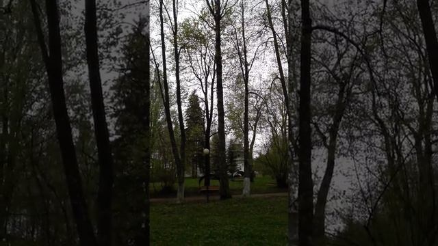 Звуки леса Пение птиц