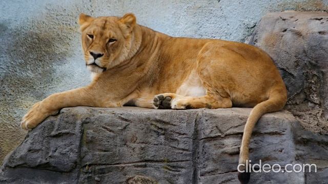 Успокаивающая музыка смотреть онлайн