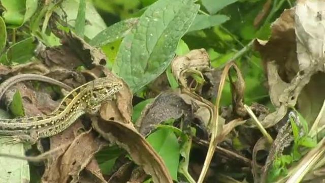 Ящірка смотреть онлайн