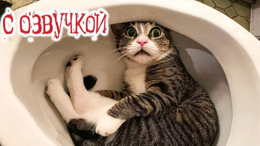 приколы с котами! - с озвучкой! смешные животные! смешное видео про котов!