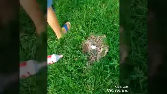 Ракета из кокаколы без ментоса кокакола сода и уксус смотреть всем