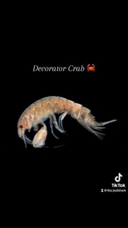 The Decorator Crab 🦀 #ocean #seaanimals #crab #crabs #decoration