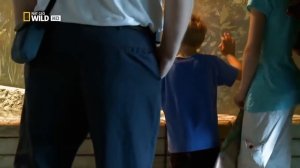 Гиганты мира животных — Самая большая змея Документальные фильмы Nat Geo Wild HD