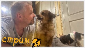 Хвостатое счастье в прямом эфире!