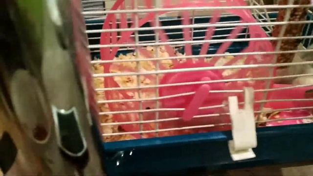 Попугай и хомяки смотреть онлайн