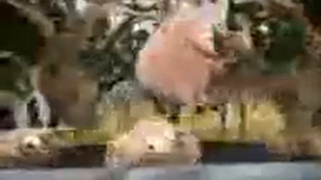 Супер свиньи смотреть онлайн