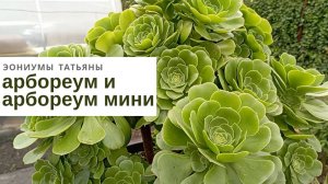 №180 Эониум арбореум и арбореум мини