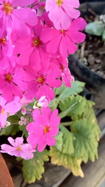 primula sieboldii flowers plants/👌👌👌#short#ytshorts#video смотреть онлайн