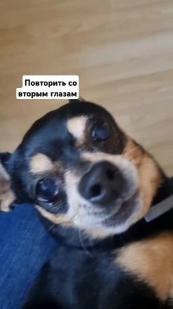 Как закапать собаке глаза? 👀💧#русскийтой #тойтерьер #глаза #лайфхак