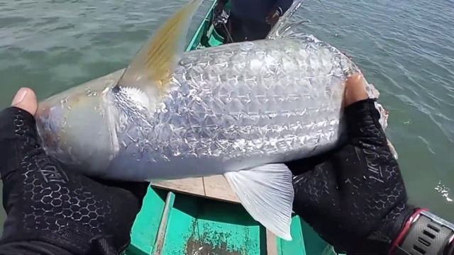 Panen Strike Ikan (GT) di Sarang Barrakuda | Mancing Ultralight Casting | Ryobi Smurf 500 @WAIKI58 смотреть онлайн