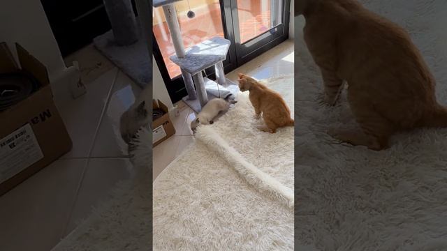 Is this play or is the bigger kitten trying to hurt the small one?