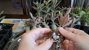 Адениумы. Развитие и корневая система в 4 месяца. Домашний формат. Часть 1