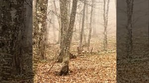 косули в старокрымском лесу