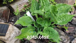Одна из самых жабистых хост с плотным листом Road Rage#hosta #коллекция #коллекция #сорта #RoadRage