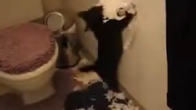 злая кошка смотреть онлайн