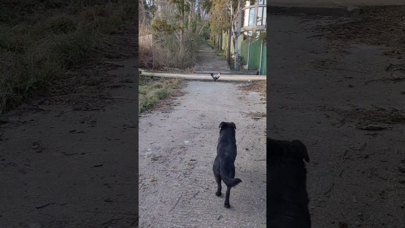 Пёс испугался петуха