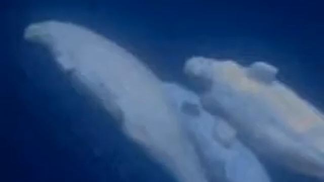Beluga Whales смотреть онлайн