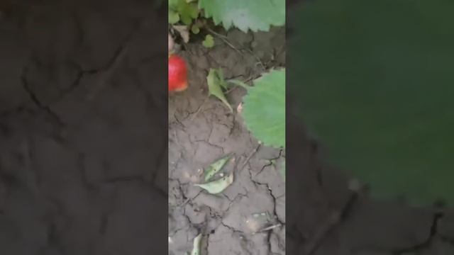17.06.2023 Новая крупная клубника.