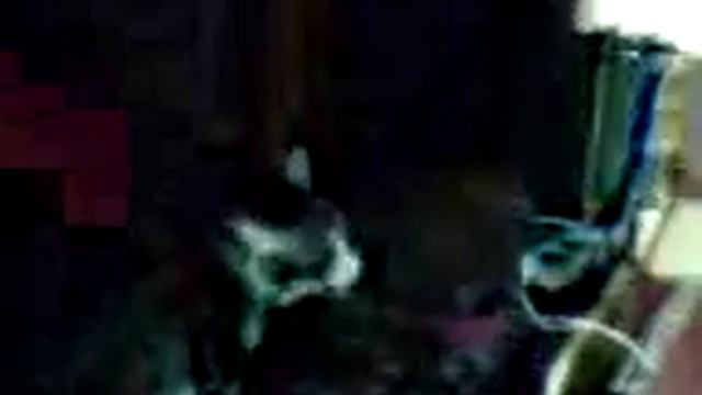 Кот громко поёт смотреть онлайн