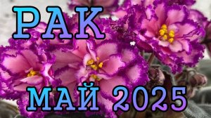 РАК таро прогноз на МАЙ 2025 года.