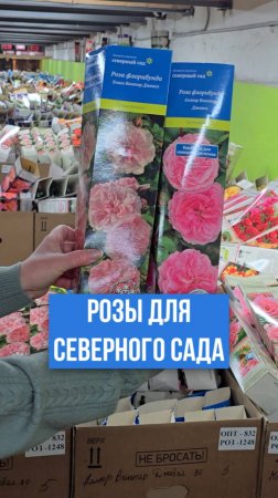 Две розы ФЛОРИБУНДА для северного сада!