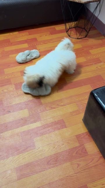 Cute little beast