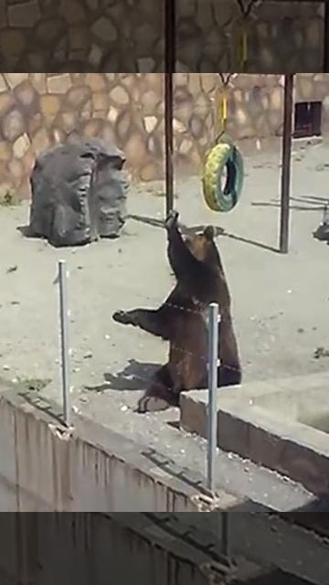 медведь просит есть