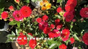 Цветение любимых роз в июльском саду. Часть 1. Флорентина, Ханс Гоневейн, Ла Вилла Котта и др.