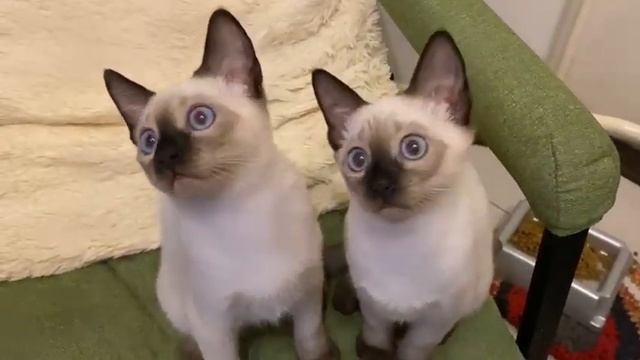 Хорошие мальчики, тайские котята смотреть онлайн