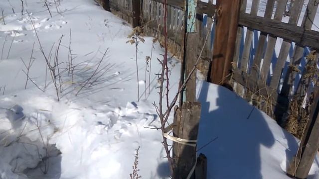 09.03.2021 Сызрань (дача-сад) - весенний обход смотреть онлайн