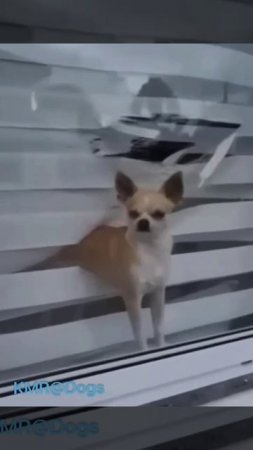 Опустят свои жалюзи, а я пропускай всё интересно за окном👀😂 ( видео про собак )