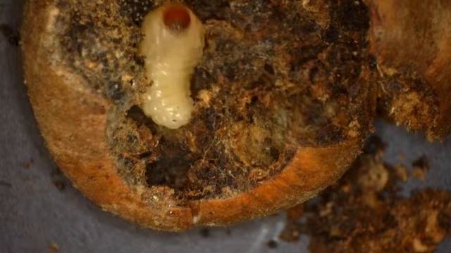 Curculio 2 смотреть онлайн