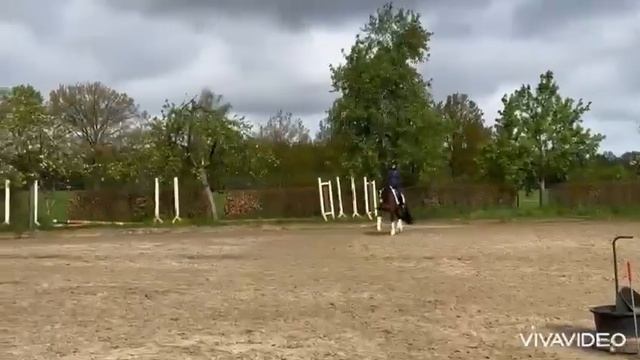 продажа лошадей  пони 7 лет 148cm #продажалошадей #пони #pony #выездка #конныйрынок  #fei #пониспор