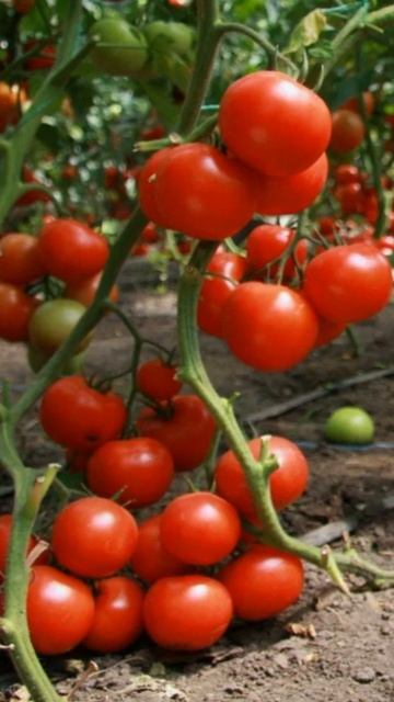 Эта ядреная подкормка помидоров легко повышает урожай томатов в 3-4 раза! #огород #дача #сад #овощи смотреть онлайн