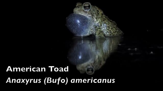 Anaxyrus (Bufo) americanus - American Toad смотреть онлайн