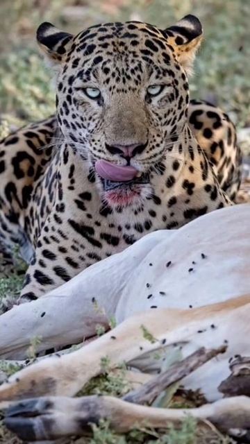 Wild animals and birds collection shorts 😍|wild life animal shorts | #ytshort #wildlife #viral смотреть онлайн