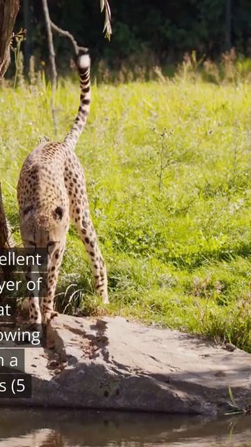 Cheetah - most interesting facts #shorts