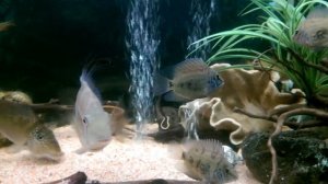 Uarus, Daemon, Leucosticta, Guinecaras, Red Head Tapajos, Winemilleri, Altifrons