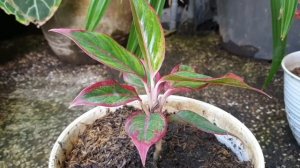 Aglaonema Creta Plan