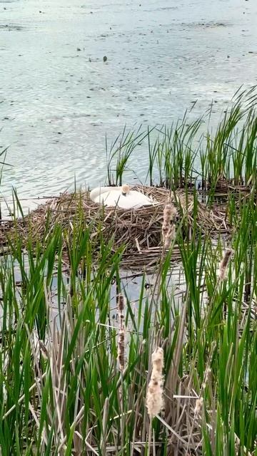 The Swan Nest Hatching 卧巢孵蛋的天鹅 #swan #hatching #naturelovers смотреть онлайн