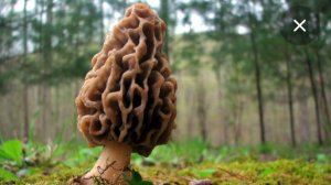 ЕХАЛИ ЕХАЛИ И ПРИЕХАЛИ К ГРИБНОЙ ПОЛЯНЕ,"СМОРЧКИ"