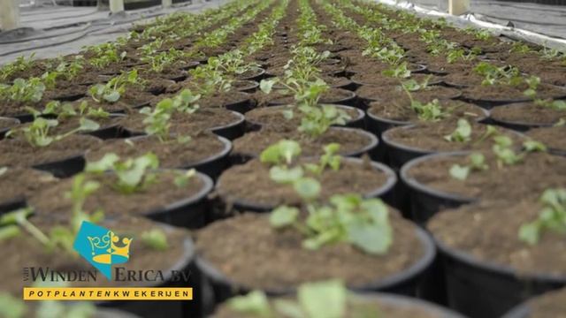 Van Winden - Erica смотреть онлайн